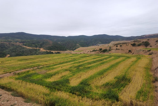 元谋县以耕地占补平衡项目区为依托,县农业农村局在平田乡,物茂乡,元