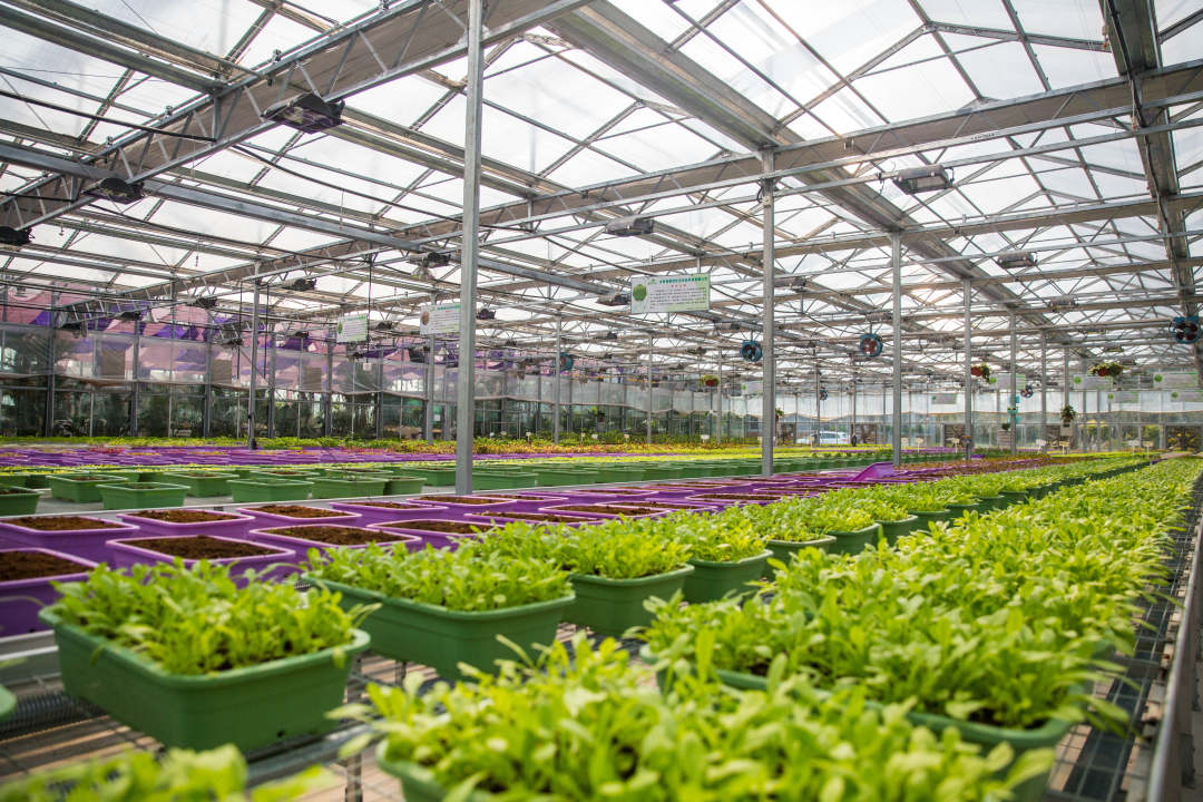 1652774401461788.jpg?x-oss-process=style/w10 元谋2.jpg?x-oss-process=style/w10