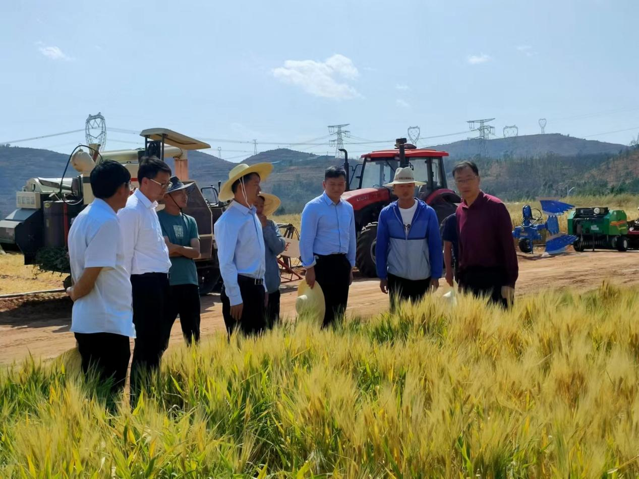 考察组现场调研青稞南繁育种基地 考察组现场调研青稞南繁育种基地